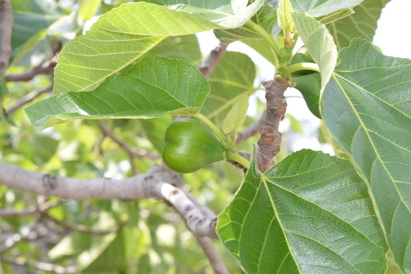 a fresh fig leaf on fig tree, Costa Blanca, Spain