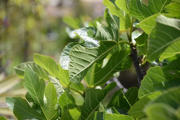 a fresh fig leaf on fig tree, Costa Blanca, Spain
