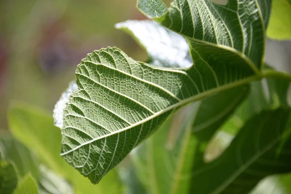 Fresh Fig Leaf Fig Tree Costa Blanca Spain — Stock Photo, Image