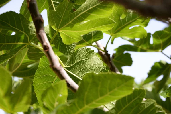 a fresh fig leaf on fig tree, Costa Blanca, Spain