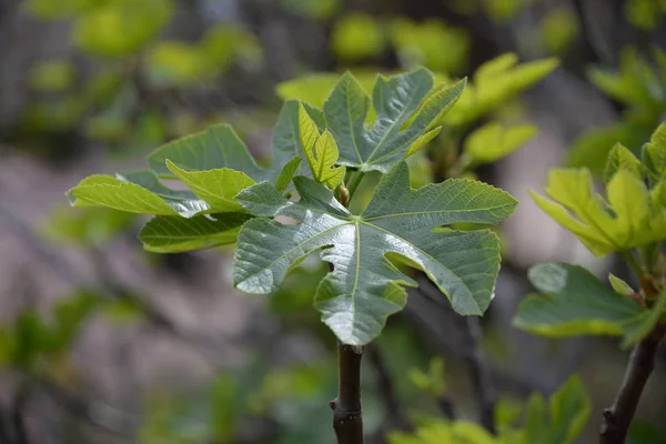 a fresh fig leaf on fig tree, Costa Blanca, Spain