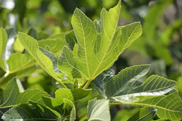 Une Feuille Figuier Fraîche Sur Figuier Costa Blanca Espagne — Photo