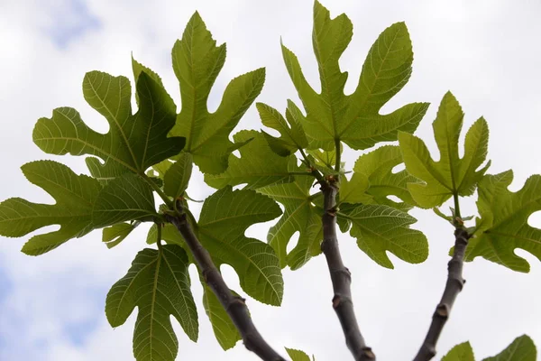 スペインのコスタ ブランカのイチジクの木に新鮮なイチジクの葉 — ストック写真