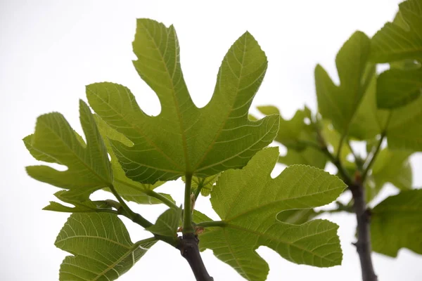 Ein Frisches Feigenblatt Feigenbaum Costa Blanca Spanien — Stockfoto