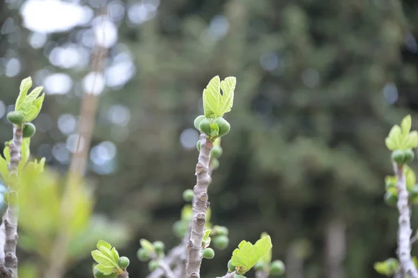 a fresh fig leaf on fig tree, Costa Blanca, Spain