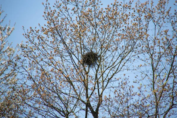 Boom Met Grote Kroon Vogelnest — Stockfoto