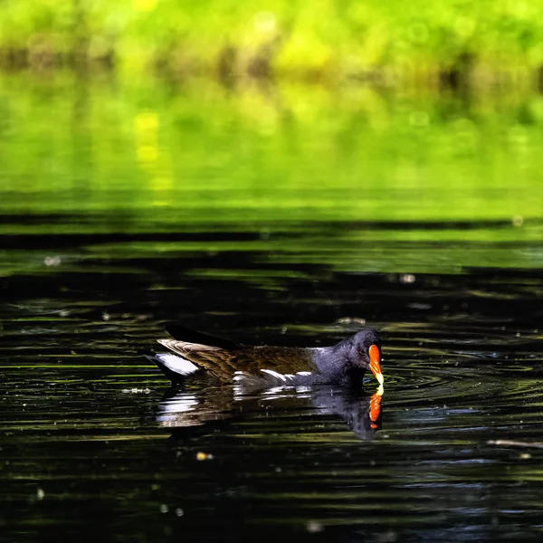 Eurasian Często Kokoszka Gallinula Chloropus Znany Również Jako Bagno Kura — Zdjęcie stockowe