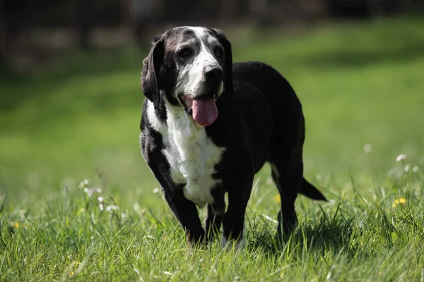 Cane Bassotto Bianco Nero All Esterno — Foto Stock