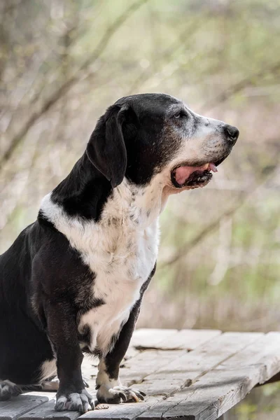 Dışarıda Siyah Beyaz Bir Köpek Var — Stok fotoğraf