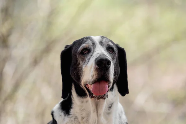Чёрно Белая Бассет Собака Снаружи — стоковое фото