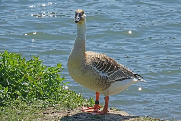 Fågelskådning Söt Fågel Vild Natur — Stockfoto