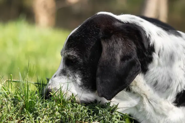 Perro Basset Blanco Negro Afuera — Foto de Stock