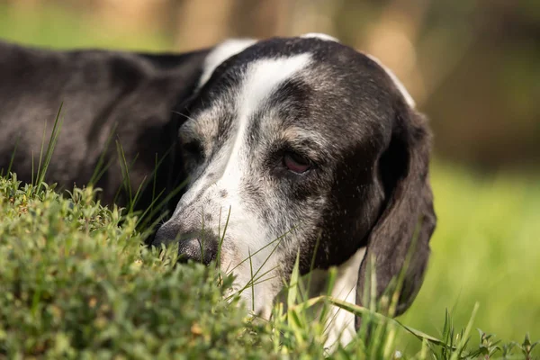 Chien Basset Noir Blanc Extérieur — Photo