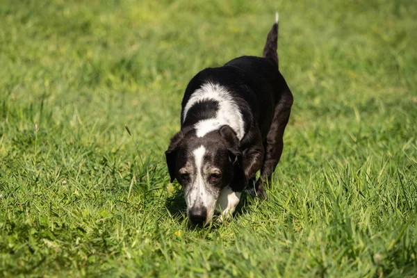 Perro Basset Blanco Negro Afuera — Foto de Stock