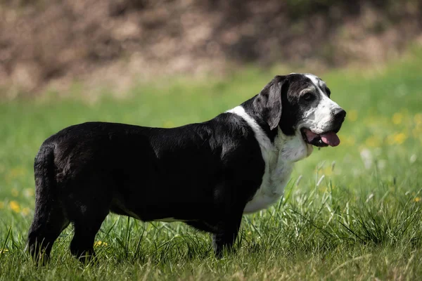 Чорно Білий Балетний Собака Зовні — стокове фото
