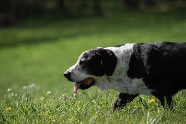 Czarno Biały Basset Pies Zewnątrz — Zdjęcie stockowe