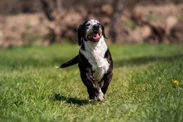 Egy Fekete Fehér Basset Dog Odakint — Stock Fotó