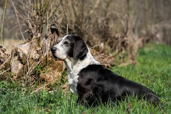 Cão Basset Preto Branco Fora — Fotografia de Stock