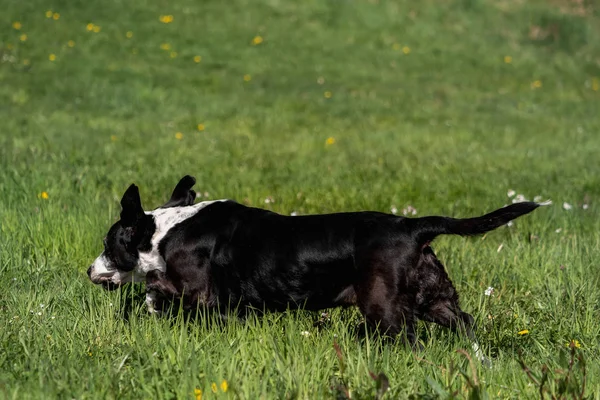 Cão Basset Preto Branco Fora — Fotografia de Stock