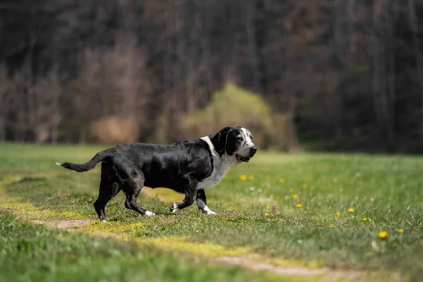 Чорно Білий Балетний Собака Зовні — стокове фото