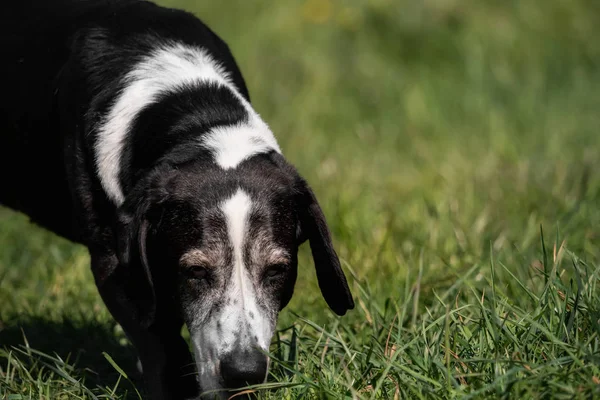 Chien Basset Noir Blanc Extérieur — Photo