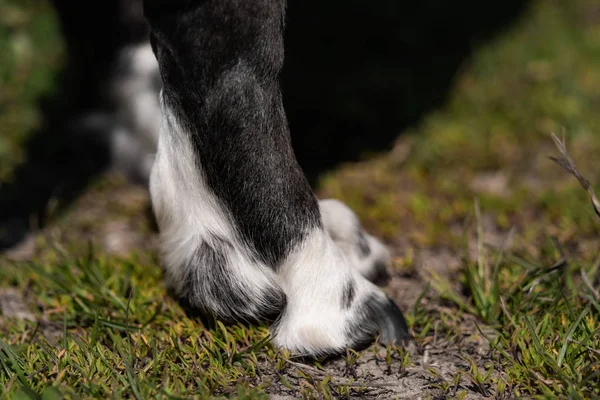 Een Zwart Wit Basset Hond Buiten — Stockfoto