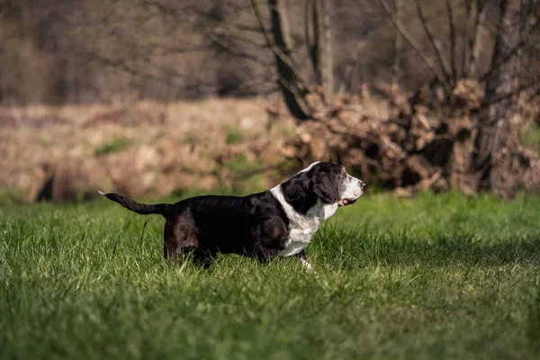 Cão Basset Preto Branco Fora — Fotografia de Stock