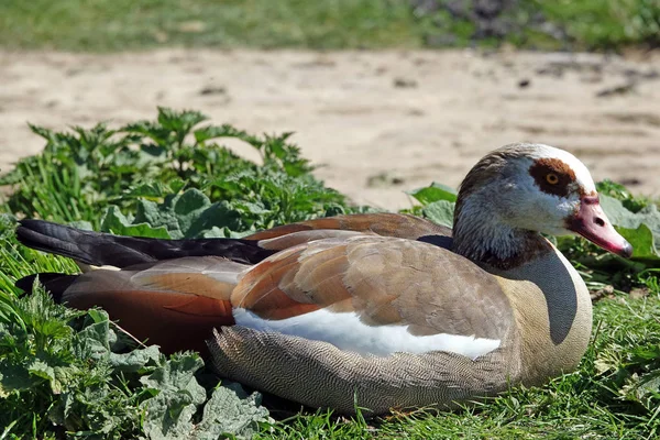 Nilgans Alopoch Aegyptiaca Ruht Neckar Heidelberg — Stockfoto