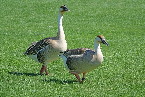 Pair Swan Dances Anser Cygnoides Strides Neckarwiese — Stock Photo, Image