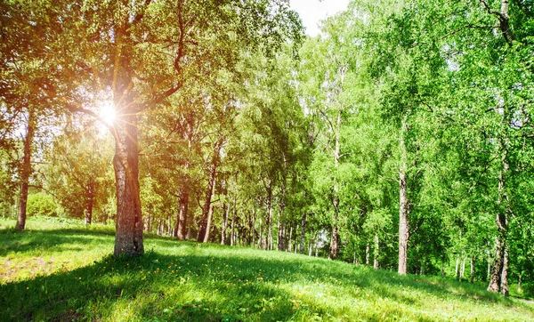 Hermoso Fondo Del Parque Plantas Árboles Paisaje — Foto de Stock