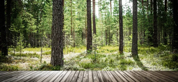 Erdő Vadon Termő Növények Fák Ökológia Panoráma — Stock Fotó