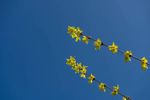 Forsythie Giallo Nella Primavera Con Cielo Nuvoloso Blu — Foto Stock
