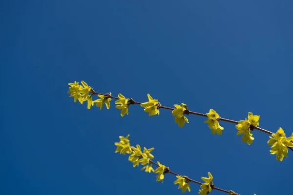 Forsythie Giallo Nella Primavera Con Cielo Nuvoloso Blu — Foto Stock