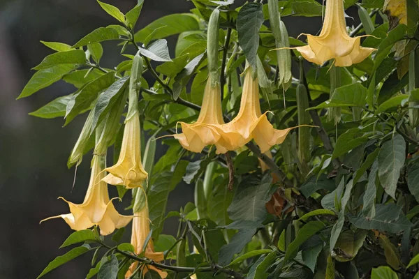 Πολλά Κίτρινα Brugmansia Που Ονομάζονται Άγγελοι Τρομπέτα Άνθος Λουλουδιών Datura — Φωτογραφία Αρχείου