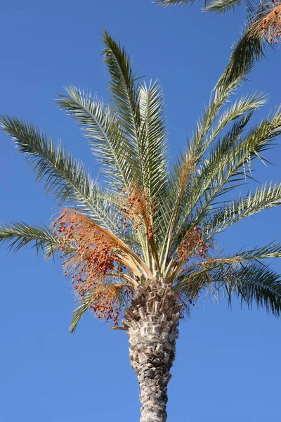 Fechas Palmera Datilera Costa Blanca España — Foto de Stock