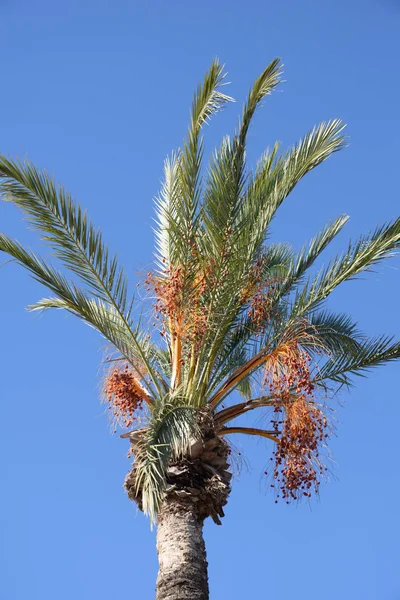 Dates Date Palm Costa Blanca Spain — Stock Photo, Image