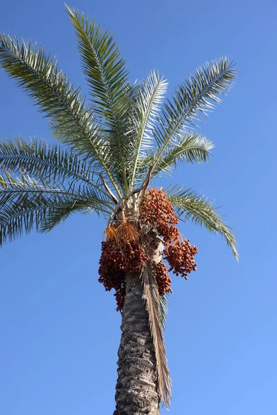 Datum Dagen Palm Costa Blanca Spanien — Stockfoto