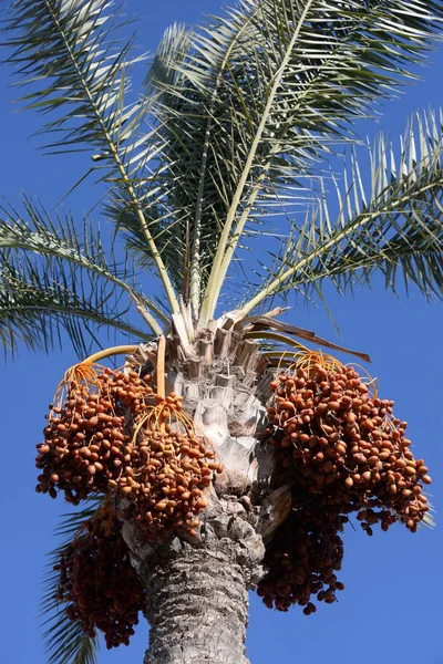 Dátumok Dátumtenyér Costa Blanca Spanyolország — Stock Fotó