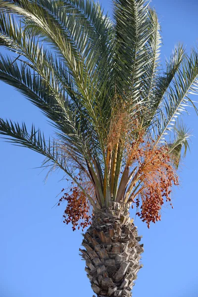 Ημερομηνίες Στην Παλάμη Της Ημερομηνίας Costa Blanca Ισπανία — Φωτογραφία Αρχείου