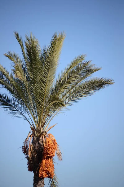 스페인 코스타 블랑카의 야자나무의 — 스톡 사진