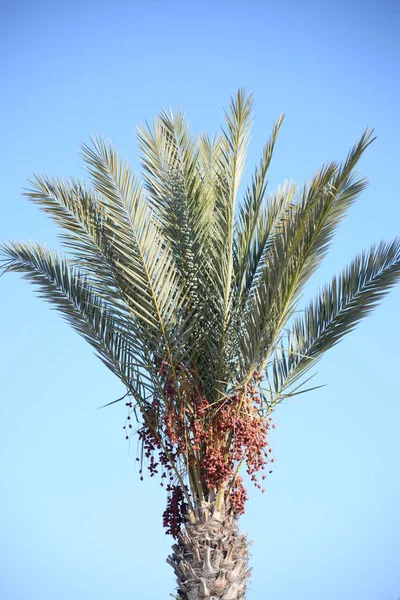 Dates Sur Palmier Dattier Costa Blanca Espagne — Photo