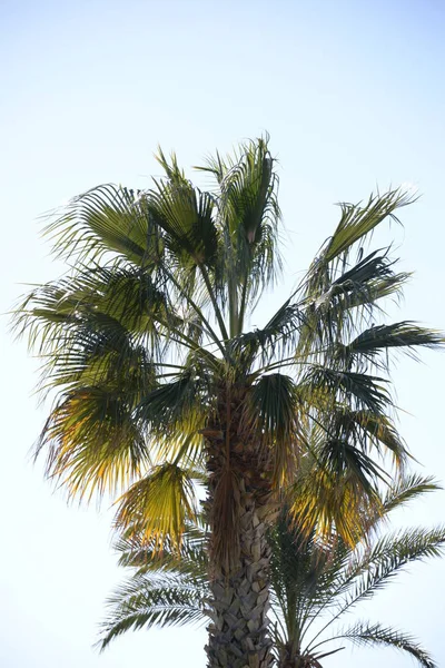 Dates Sur Palmier Dattier Costa Blanca Espagne — Photo