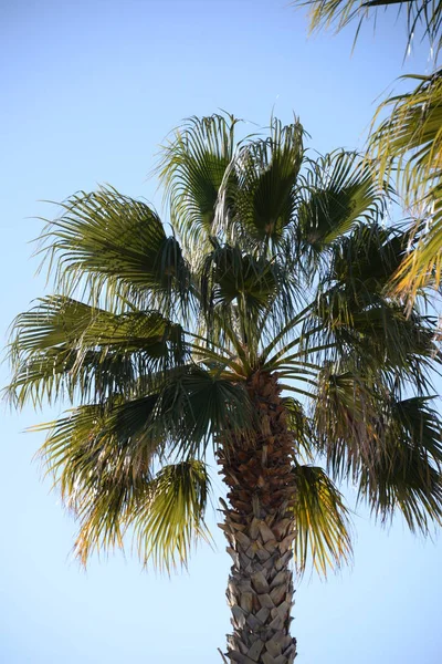 Fechas Palmera Datilera Costa Blanca España — Foto de Stock