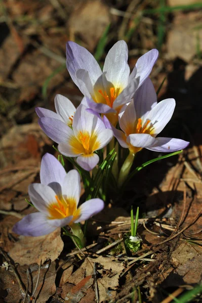 Spring Crocuses Flora Petals — Stock Photo, Image