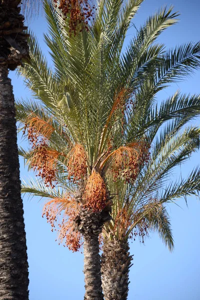 Ημερομηνίες Στην Παλάμη Της Ημερομηνίας Costa Blanca Ισπανία — Φωτογραφία Αρχείου