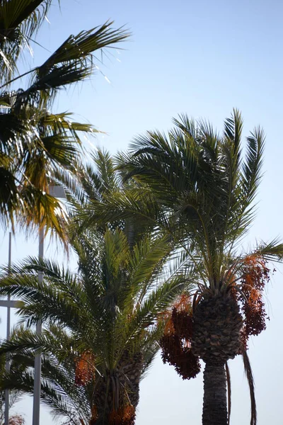 Dates Date Palm Costa Blanca Spain — Stock Photo, Image