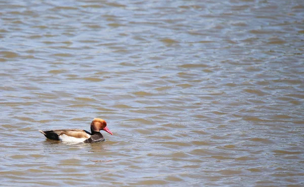 Männliche Kolbenente Netta Rufina Naturschutzgebiet Wagbachnisenden — Stockfoto