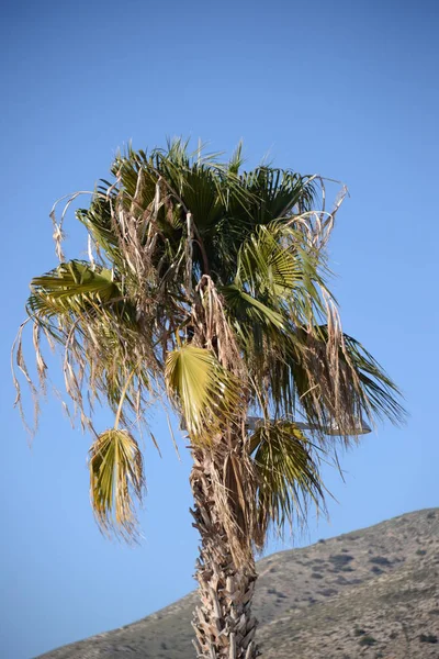 Datum Dagen Palm Costa Blanca Spanien — Stockfoto
