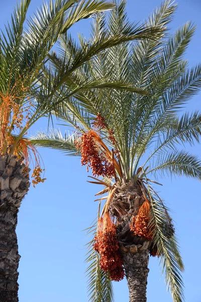 Fechas Palmera Datilera Costa Blanca España — Foto de Stock