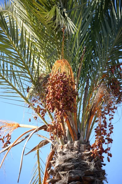 Datum Dagen Palm Costa Blanca Spanien — Stockfoto